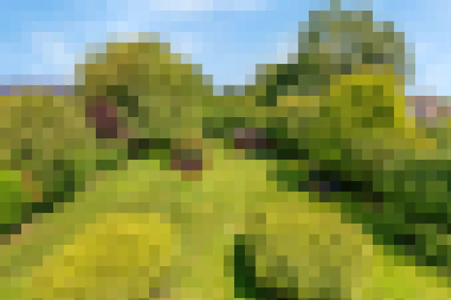 De Witte Raaflaan 23 Noordwijk thumbnail 36