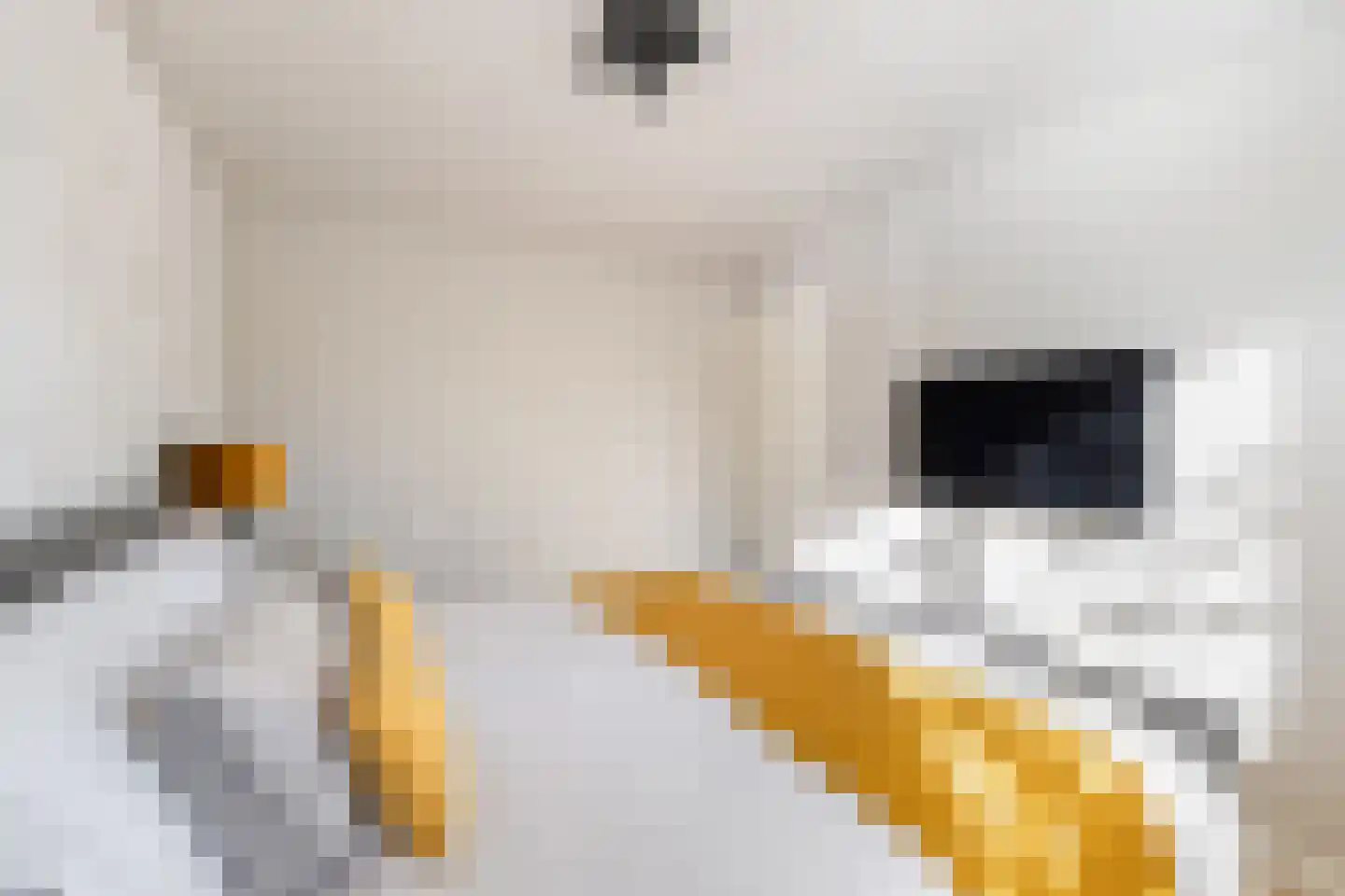 De Witte Zwaan 23 Amersfoort thumbnail 42