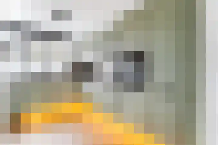 De Witte Zwaan 42 Amersfoort thumbnail 7