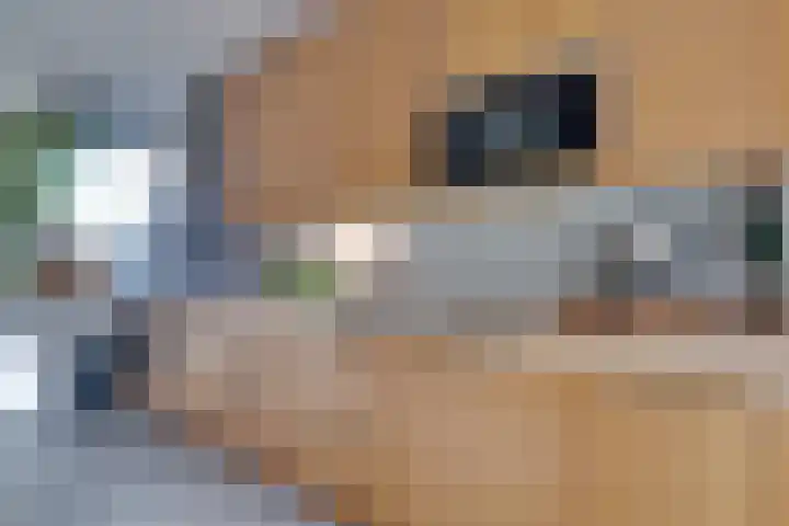 De Woert 16 Hijken thumbnail 10