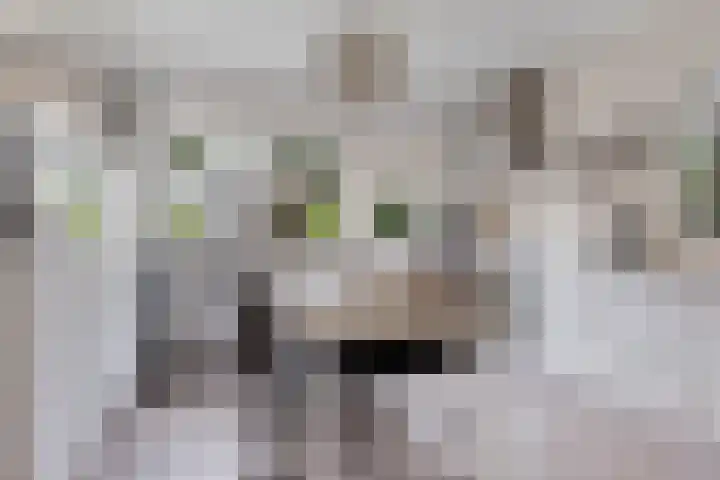 De Wouden 172 Assen thumbnail 5