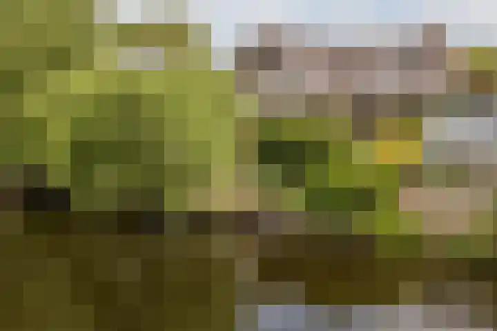 De Woudhorne 37 Dokkum thumbnail 5