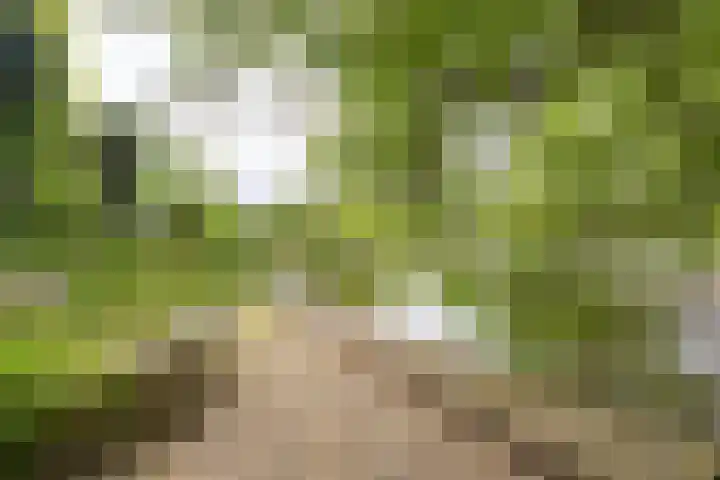 De Woudhorne 37 Dokkum thumbnail 6