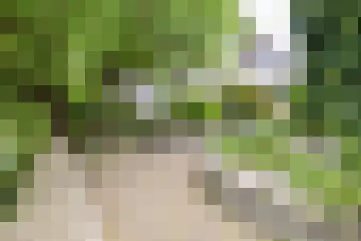 De Woudhorne 37 Dokkum thumbnail 7