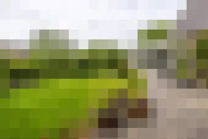 De Woudhorne 37 Dokkum thumbnail 8