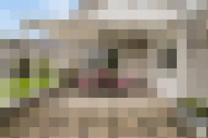 De Woudhorne 83 Dokkum thumbnail 28