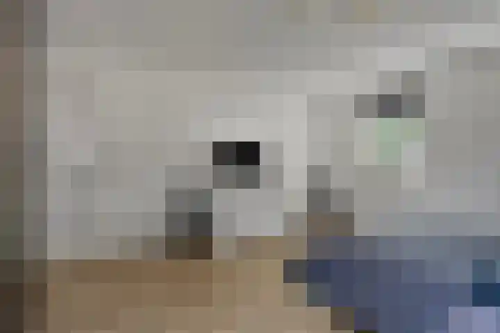 De Wouw 11 Gemert thumbnail 21