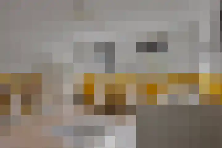 De Wouw 11 Gemert thumbnail 23