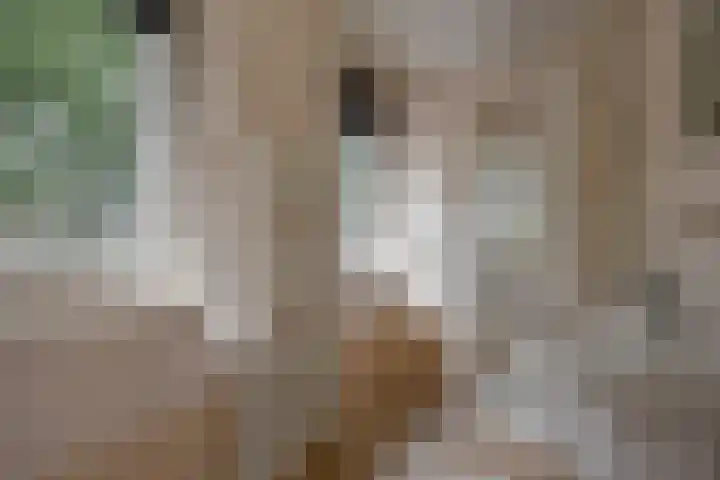 De Wouw 11 Gemert thumbnail 26