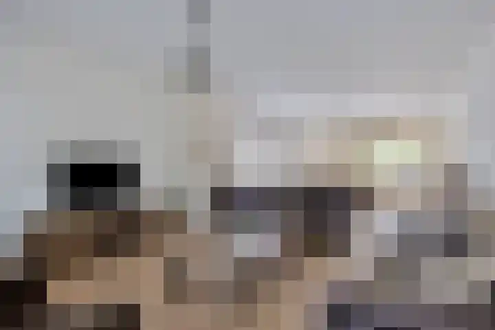 De Wouw 11 Gemert thumbnail 8