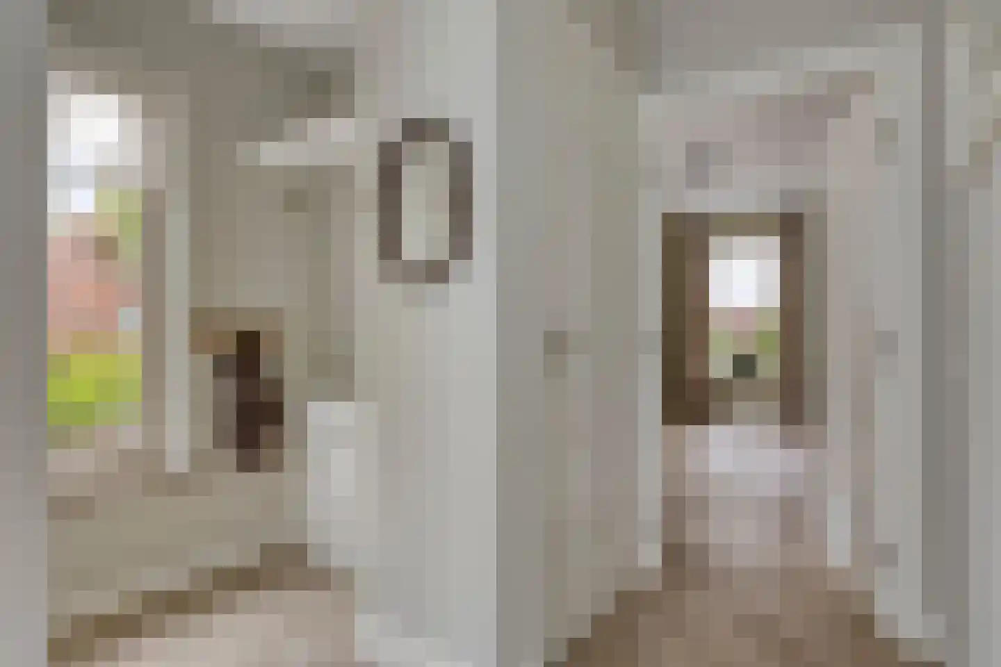 De Wouw 53 Gemert thumbnail 8