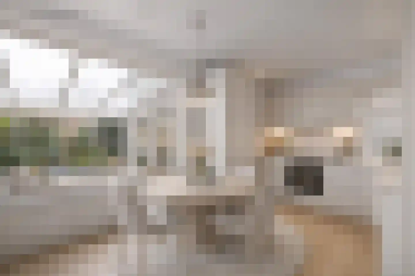 De Wulp 50 Hoogeveen thumbnail 6