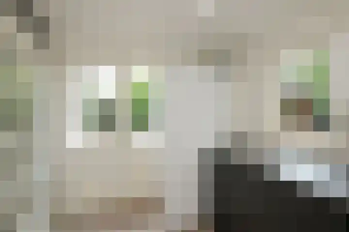 De Wulp 88 Almelo thumbnail 17