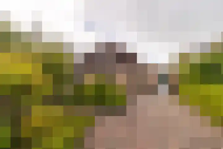 De Wurdze 11 Balk thumbnail 42