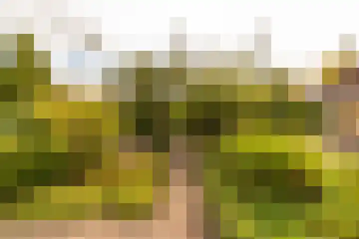 De Wurdze 11 Balk thumbnail 43