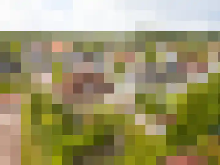 De Wurdze 11 Balk thumbnail 44