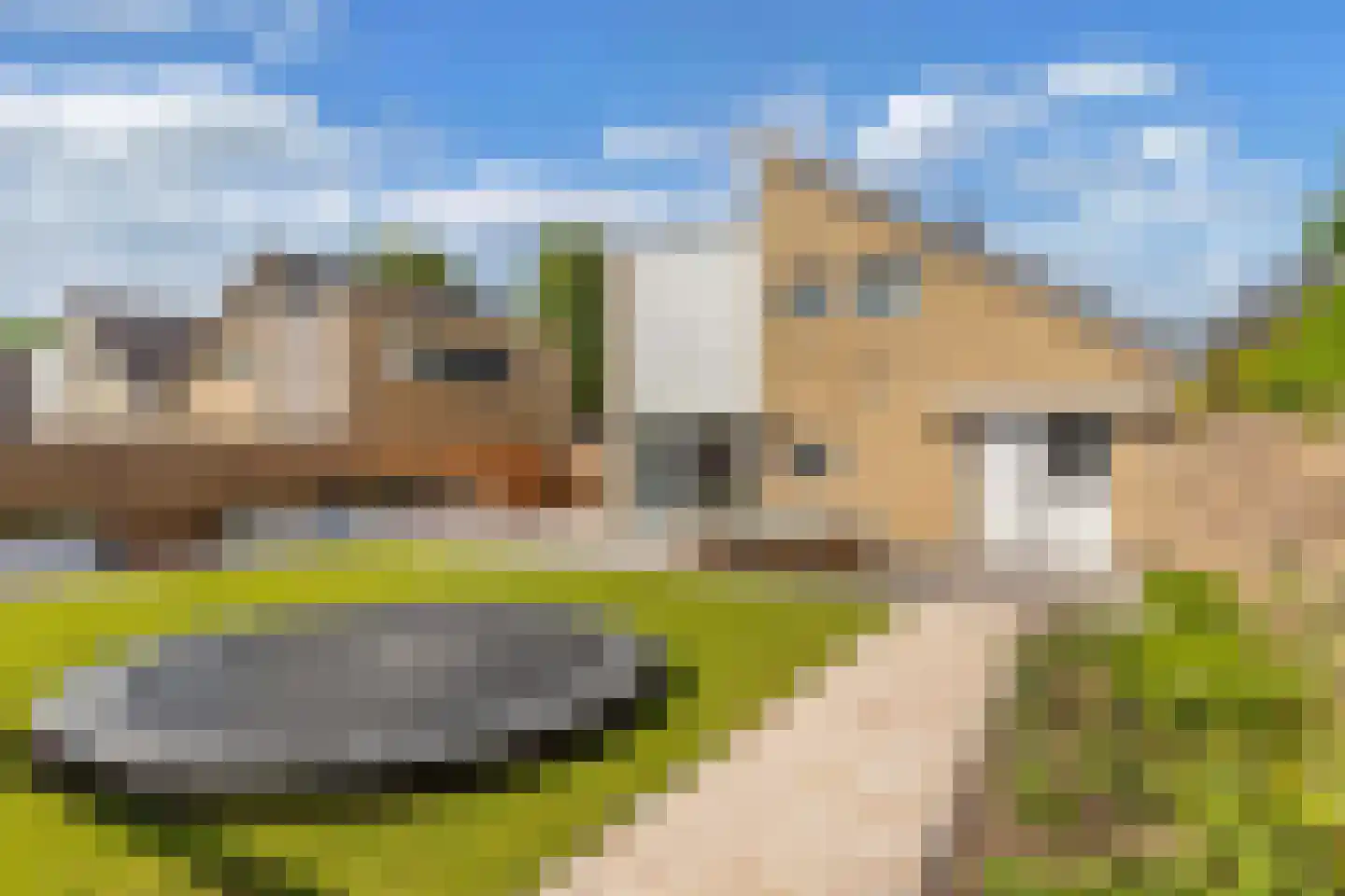 De Wurdze 21 Balk thumbnail 55