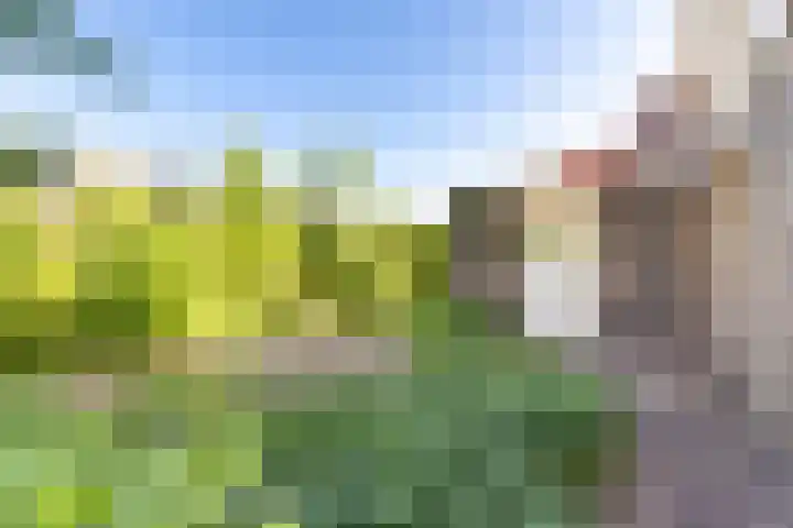 De Wurdze 35 Balk thumbnail 31