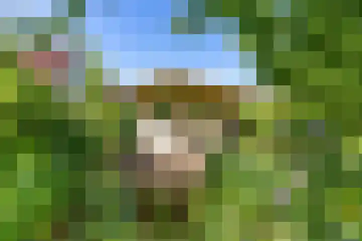 De Wurdze 35 Balk thumbnail 33