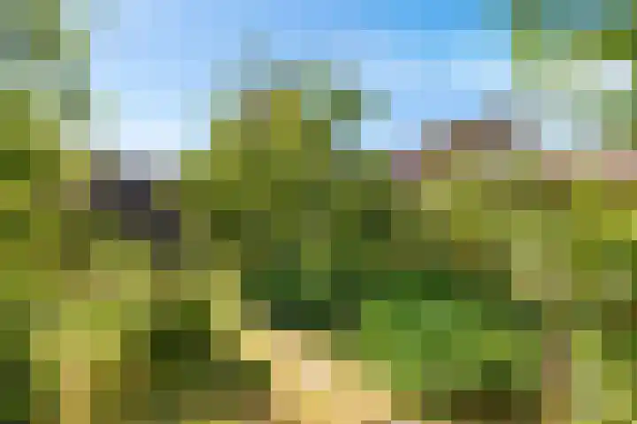De Wurdze 35 Balk thumbnail 35