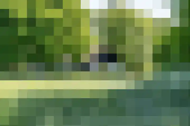 De Wymerts 1 Molkwerum thumbnail 9