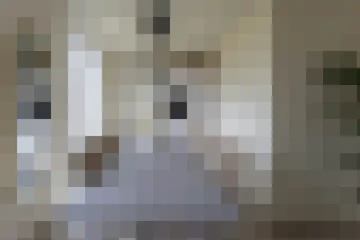De Wynroas 12 Sexbierum thumbnail 17