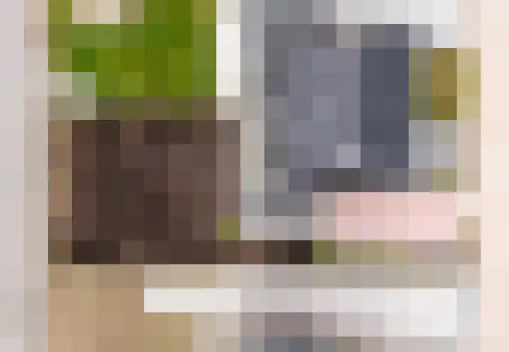 De Wynroas 6 Sexbierum thumbnail 33
