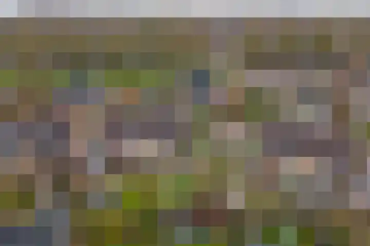 De Zaaiviool 5 Biddinghuizen thumbnail 33