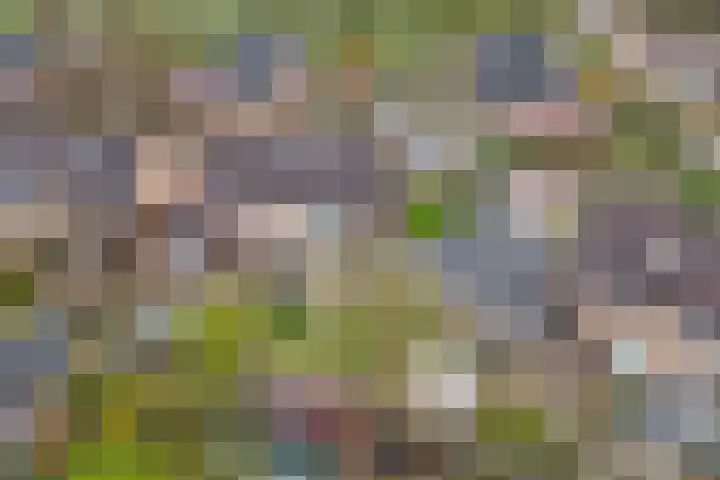 De Zaaiviool 5 Biddinghuizen thumbnail 35