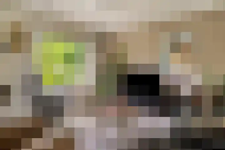 de Zaalsteden 21 Gieten thumbnail 15