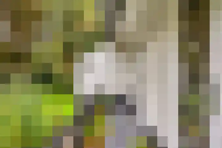 de Zaalsteden 21 Gieten thumbnail 34