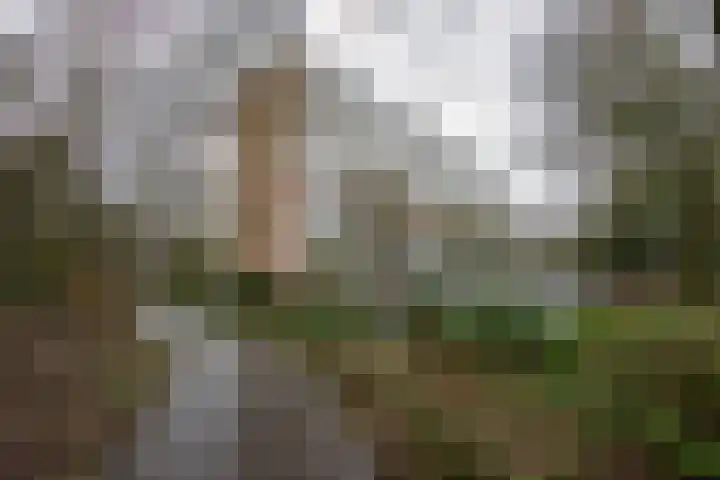 De Zalmen 118 Doorwerth thumbnail 6