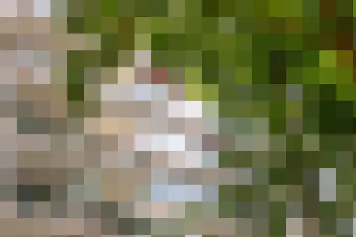 De Zalmen 97 Doorwerth thumbnail 40