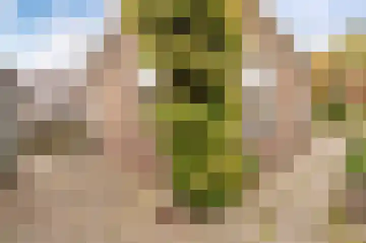 de Zande 4 Kamperveen thumbnail 25