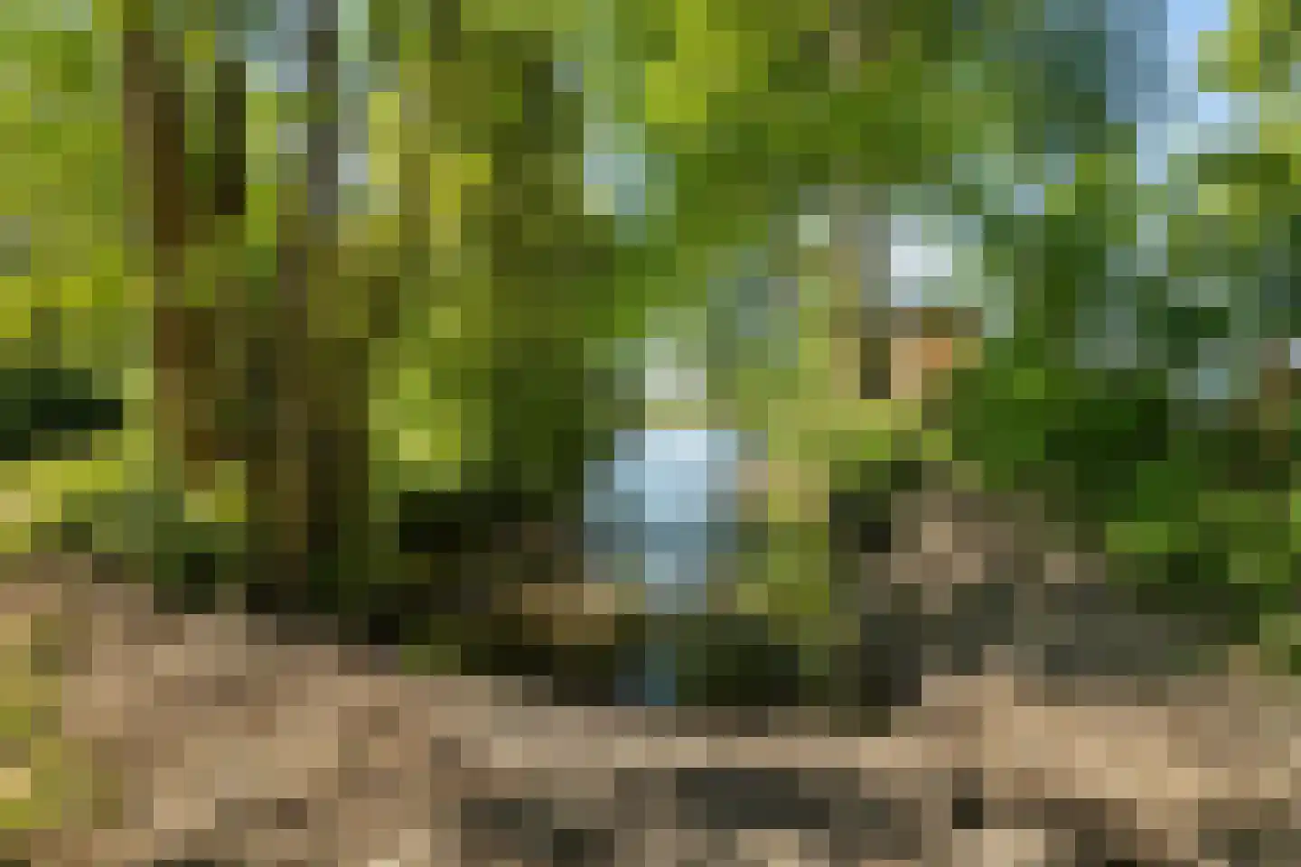de Zande 616 Kamperveen thumbnail 14