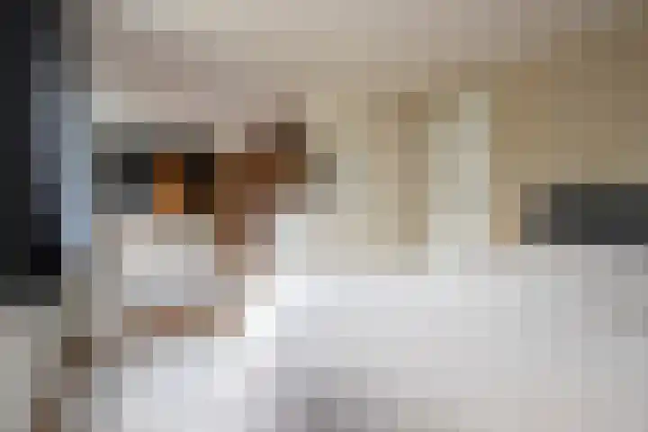 De Zegge 2 Zwartsluis thumbnail 41