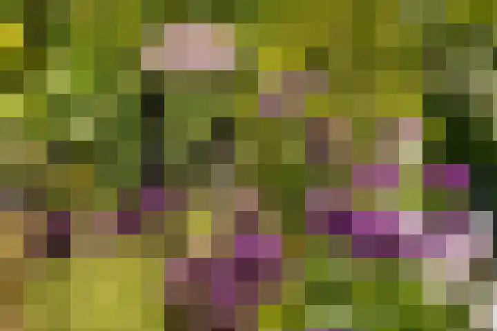De Zeilen 1 Buitenpost thumbnail 33