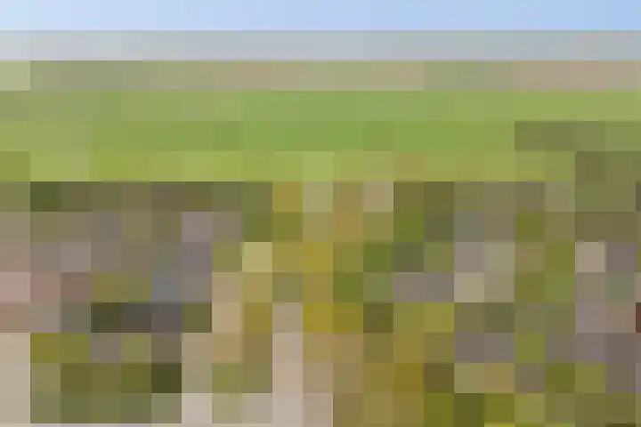 De Zeilen 67 Buitenpost thumbnail 47