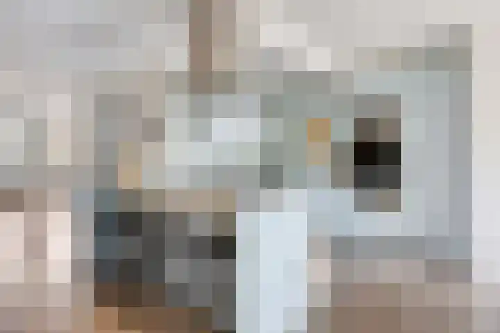 De Zeis 41 Heesch thumbnail 16
