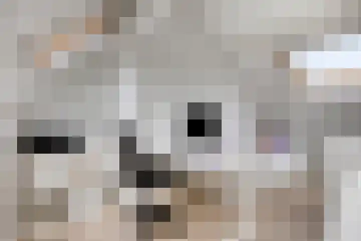 De Zeis 41 Heesch thumbnail 34