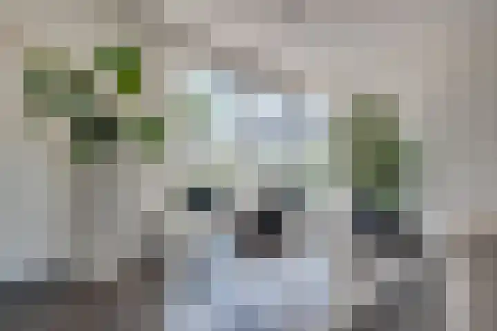 De Zonkade 18 Rosmalen thumbnail 7
