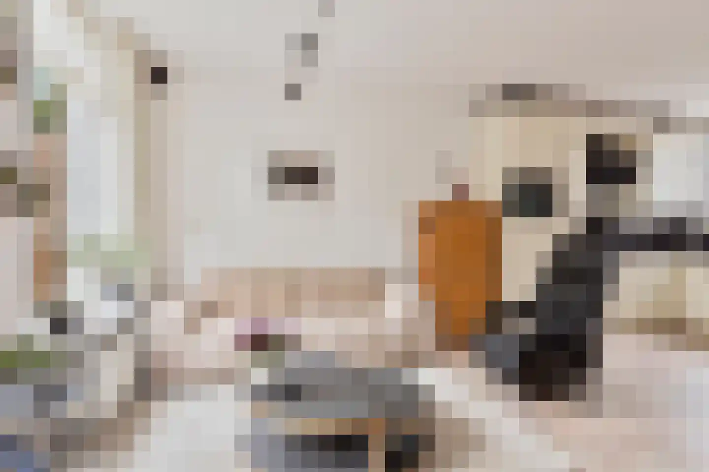 de Zonnebaars 42 Bergschenhoek thumbnail 11