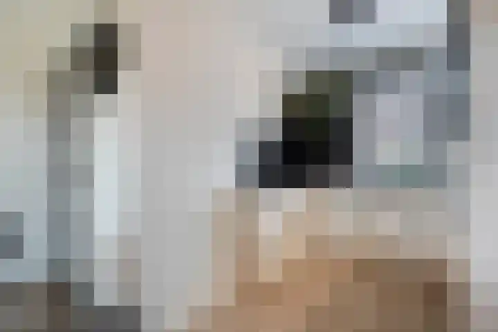 De Zonnedauw 15 Dedemsvaart thumbnail 11