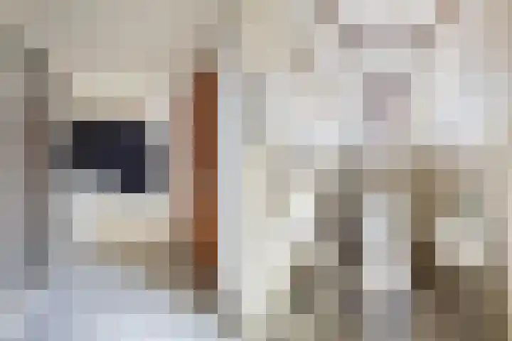 de Zoom 24 Woerden thumbnail 6