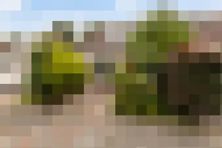 De Zwaan 8 Dokkum foto 3