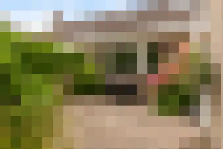 De Zwaan 8 Dokkum thumbnail 33