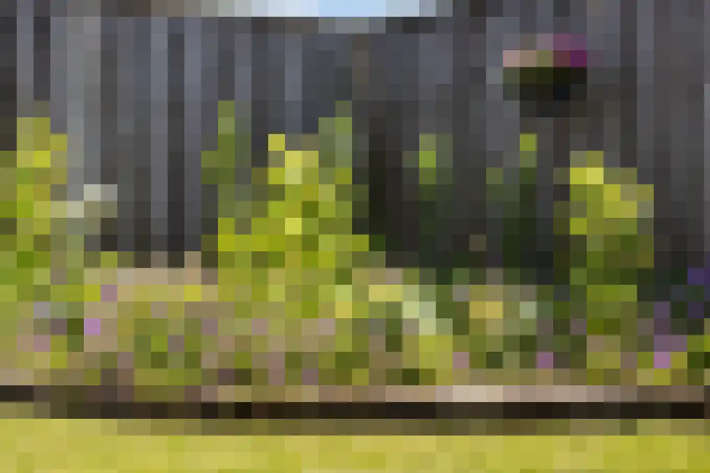 De Zweep 47 Klarenbeek thumbnail 49