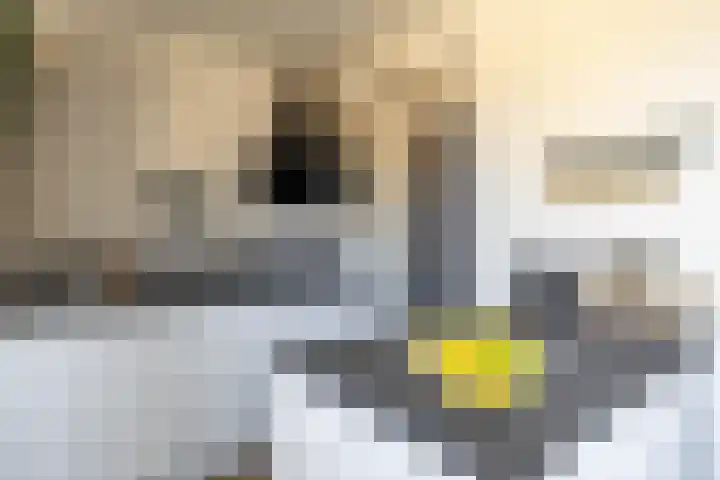 Deelheugte 42 Assen thumbnail 24
