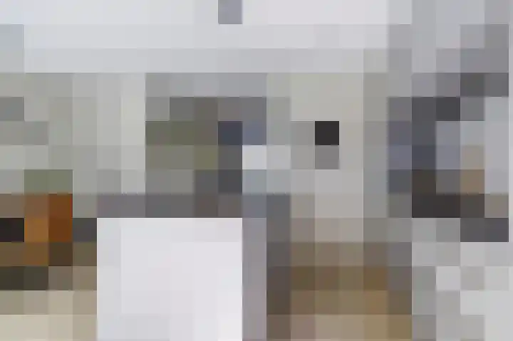 Deenendries 21 Hulsel thumbnail 17