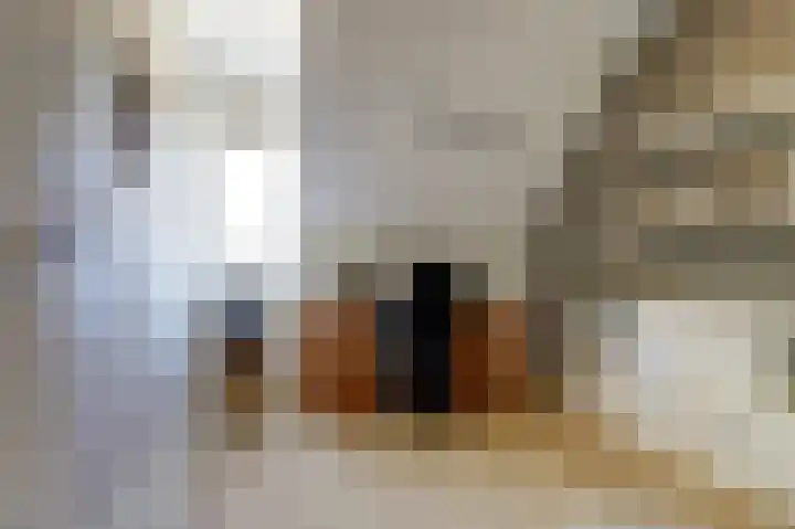 Deenendries 21 Hulsel thumbnail 26